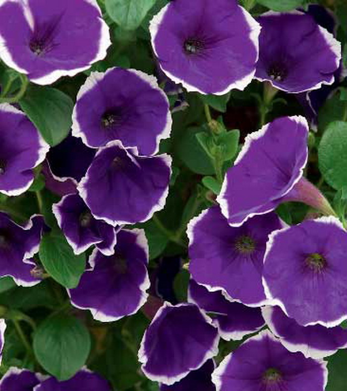 Петуния Сурфиния Пикоти Блю